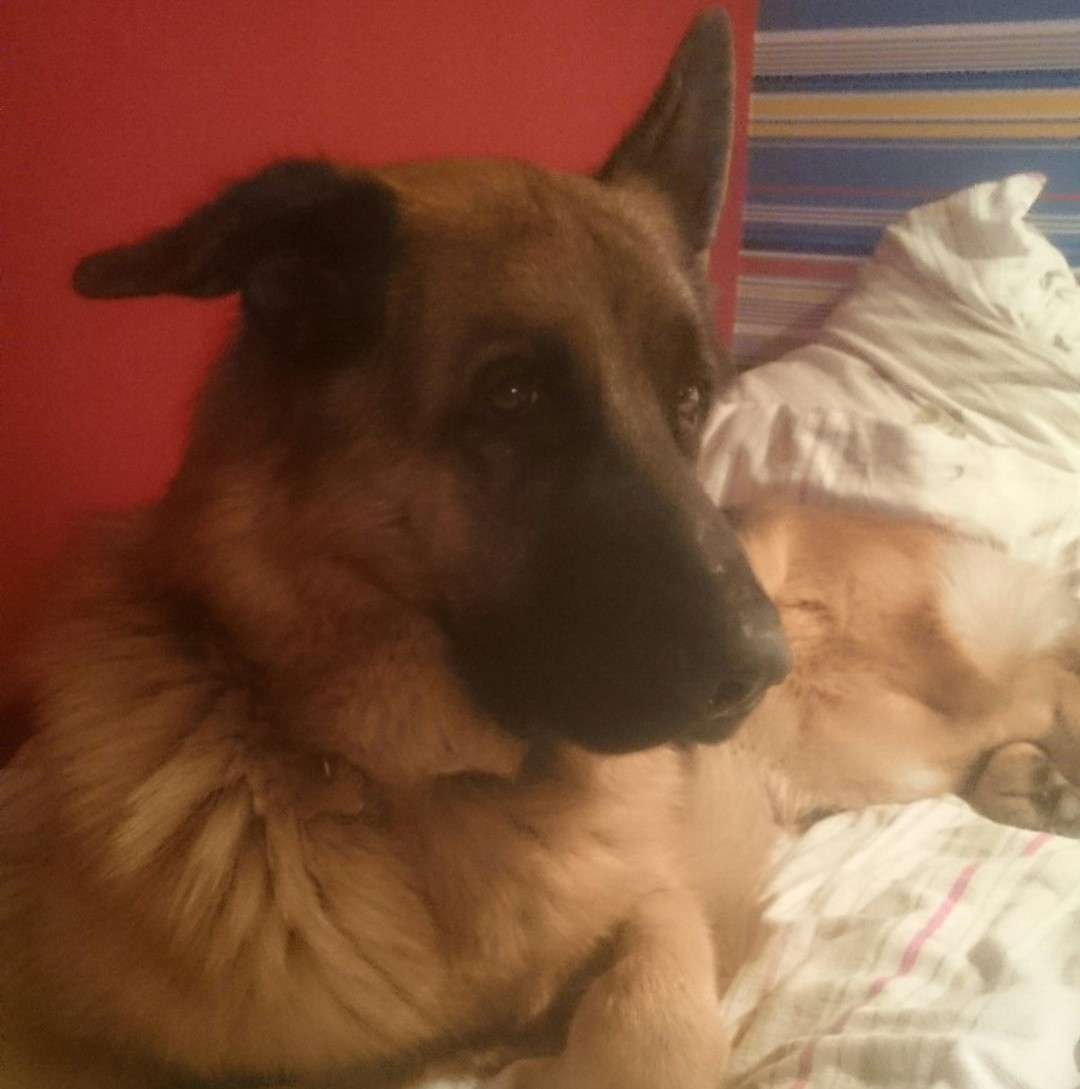 Bonzo main photo